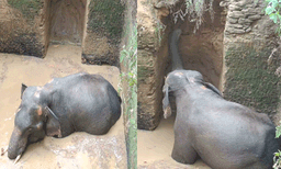 കോതമംഗലത്ത് കിണറ്റിൽ വീണ കാട്ടാനയെ വെള്ളം വറ്റിച്ച ശേഷം മയക്കുവെടി വയ്ക്കും, പ്രദേശത്ത് നിരോധനാജ്ഞ
