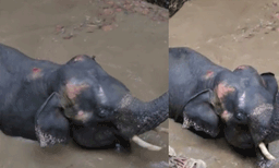 എറണാകുളം കോതമംഗലത്ത് കിണറ്റില്‍ വീണ കാട്ടാനയെ രക്ഷപ്പെടുത്തി