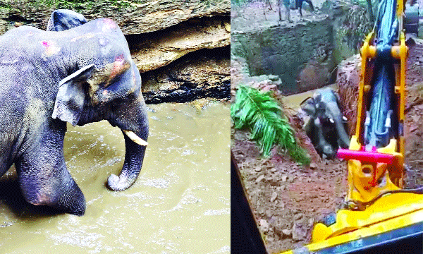 കിണറ്റില്‍ വീണ കാട്ടാനയെ 16 മണിക്കൂറിന് ശേഷം കരകയറ്റി ; കയറാനുള്ള ശ്രമത്തിനിടെ ആനയുടെ മസ്തകത്തിനും കണ്ണിന്റെ വശങ്ങളിലും പരുക്കേറ്റു ; പിറകിലെ വലതുകാലില്‍ എന്തോ തറച്ചു