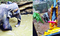 കിണറ്റില്‍ വീണ കാട്ടാനയെ 16 മണിക്കൂറിന് ശേഷം കരകയറ്റി ; കയറാനുള്ള ശ്രമത്തിനിടെ ആനയുടെ മസ്തകത്തിനും കണ്ണിന്റെ വശങ്ങളിലും പരുക്കേറ്റു ; പിറകിലെ വലതുകാലില്‍ എന്തോ തറച്ചു