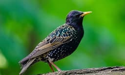 നിരന്തരമായി സൈറണ്‍ ശബ്ദം അനുകരിക്കുന്നു: പോലീസിനെ ആശയകുഴപ്പത്തിലാക്കി പക്ഷികള്‍, പൊട്ടിച്ചിരിച്ച് നെറ്റീസണ്‍സ് 
