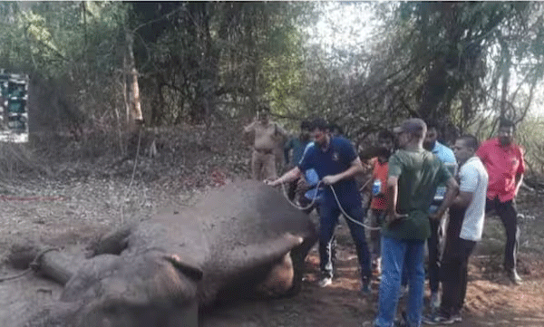 മലമ്പുഴയിൽ റെയിൽപാളം മുറിച്ചു കടക്കുന്നതിനിടെ പരിക്കേറ്റ കാട്ടാന ചരിഞ്ഞു
