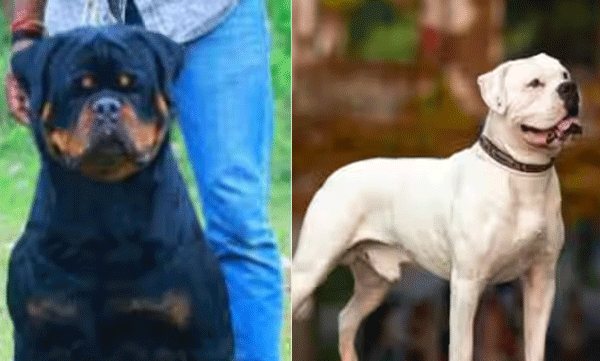 അമേരിക്കന്‍ ബുള്‍ഡോഗും, റോട്ട് വീലറും ഇറക്കുമതി ചെയ്യാം ; വിലക്ക് നീക്കി ഡല്‍ഹി ​ഹൈക്കോടതി