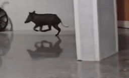 കോന്നി മെഡിക്കല്‍ കോളേജിനുള്ളില്‍ കാട്ടുപന്നി; അത്യാഹിത വിഭാഗത്തിന് സമീപത്തേക്ക് പാഞ്ഞുകയറി
