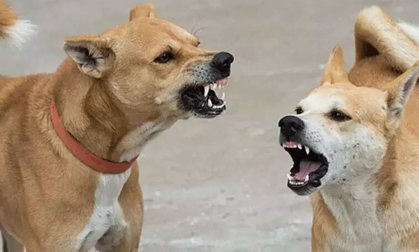 കൊടുങ്ങല്ലൂരിൽ  തെരുവുനായ് ആക്രമണം; 20കാരിക്ക് ഗുരുതര പരിക്ക്, 17കാരനും കടിയേറ്റു