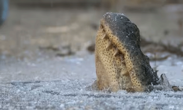 മുതലയെ കണ്ട് ഭയന്നുവിറച്ച് വീട്ടമ്മ, രക്ഷകനായി നായ
