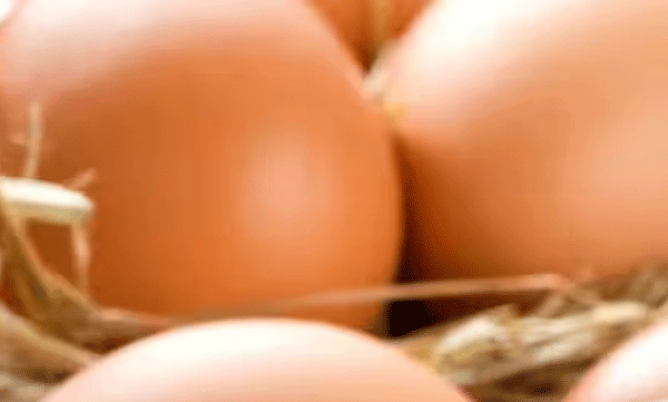 കോഴി, താറാവ്,  കാട, മുട്ടയോ ഇറച്ചിയോ കാഷ്ടമോ വിൽക്കരുത്;  28 തദ്ദേശ സ്വയംഭരണ പ്രദേശങ്ങളിൽ കര്‍ശന നിയന്ത്രണം