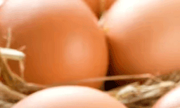 കോഴി, താറാവ്,  കാട, മുട്ടയോ ഇറച്ചിയോ കാഷ്ടമോ വിൽക്കരുത്;  28 തദ്ദേശ സ്വയംഭരണ പ്രദേശങ്ങളിൽ കര്‍ശന നിയന്ത്രണം