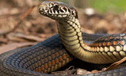 ഉത്തർപ്രദേശിലെ മീററ്റിൽ പാമ്പ് കടിച്ചതിനെ തുടർന്ന് മരിച്ച 22കാരന്റെ മൃതദേഹം ഗംഗാനദിയിൽ മുക്കി കുടുംബം