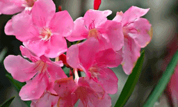 അരളിപ്പൂവ് നിവേദ്യത്തിലും പ്രസാദത്തിലും വേണ്ട, പൂജയ്ക്ക് ഉപയോ​ഗിക്കാം: തിരുവിതാംകൂർ ദേവസ്വം