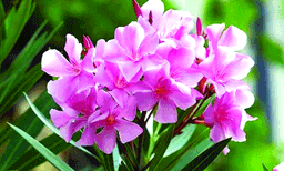 കൈതപ്പൂവിന്റെ അവസ്ഥ അരളിപ്പൂവിനുണ്ടായില്ല! പേരുദോഷം കേള്‍പ്പിച്ചതിനാല്‍ ഇനി അര്‍ച്ചന നിവേദ്യത്തില്‍ വേണ്ട ; പൂജയ്‌ക്കെടുക്കാന്‍ തടസമില്ലെന്നു തിരുവിതാംകൂര്‍ ദേവസ്വം ബോര്‍ഡ്