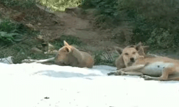 ആറ് വയസുകാരിയെ ആക്രമിച്ച് തെരുവ് നായ; പിന്നാലെ തെരുവ് നായകള്‍ക്ക് ഭക്ഷണം നല്‍കിയ ദമ്പതികളെ ആക്രമിച്ച് നാട്ടുകാര്‍; സംഭവം നോയിഡയില്‍
