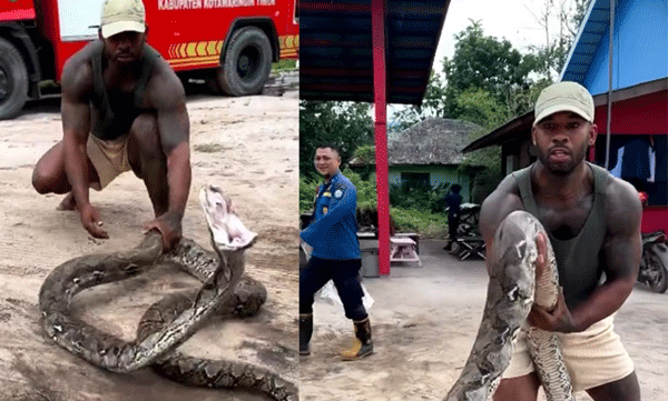 മെരുക്കാന്‍ ശ്രമിക്കുന്നതിനിടെ വായ പിളര്‍ന്നു യുവാവിന് നേരെ പാഞ്ഞടുത്ത് പാമ്പ്: ഞെട്ടിക്കുന്ന ദൃശ്യങ്ങള്‍ പുറത്ത് 
