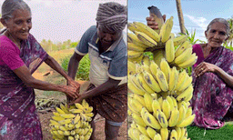 പഴം ഇനി കൃത്രിമമായിട്ട് പഴുപ്പിച്ച് കഴിക്കണ്ട: ഈ ടെക്‌നിക്ക് ഒന്നു പ്രയോഗിച്ച് നോക്കൂ, വൈറലായി ഒരു വീഡിയോ 
