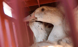 നിരണത്ത് രണ്ട് കർഷകരുടെ ആയിരത്തോളം താറാവുകൾക്ക് പക്ഷിപ്പനി സ്ഥിരീകരിച്ചു