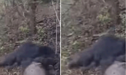 പാലക്കാട് ഷോക്കേറ്റ് കരടികൾ ചത്തു ,  ജില്ലയിൽ ആദ്യമെന്ന് വനം വകുപ്പ്
