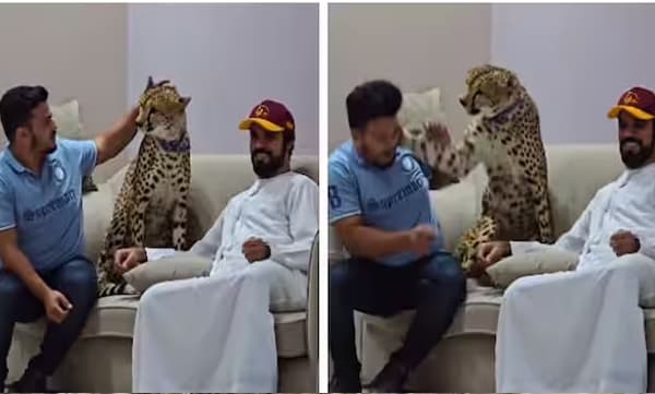 ഒന്നും വേണ്ടായിരുന്നു! താലേിക്കാന്‍ ചെന്ന യുവാവിനെ കരണത്തടിച്ച് ചീറ്റ, വൈറലായി വീഡിയോ 

