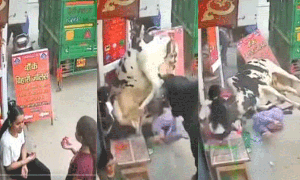 ഭക്ഷണം കഴിച്ചുകൊണ്ടിരുന്ന പെണ്‍കുട്ടികള്‍ക്കിടയിലേക്ക് ഇടിച്ചുകയറി പശുക്കള്‍: ഞെട്ടിക്കുന്ന ദൃശ്യങ്ങള്‍ പുറത്ത് 
