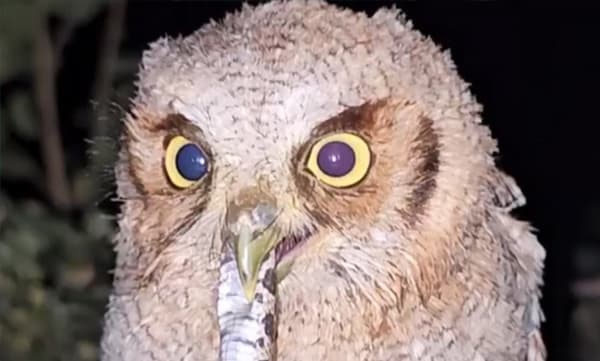 ഇതൊക്കെയെന്ത്....: പാമ്പിനെ നിമിഷനേരം കൊണ്ട് അകത്താക്കി മൂങ്ങ, വീഡിയോ കണ്ട് അമ്പരന്ന് നെറ്റീസണ്‍സ് 
