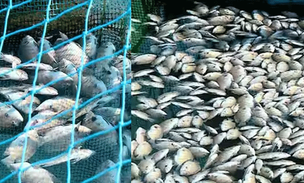 പെരിയാറിൽ മത്സ്യങ്ങൾ കൂട്ടത്തോടെ ചത്തുപൊങ്ങി ; കര്‍ഷകര്‍ക്ക് ലക്ഷങ്ങളുടെ നഷ്ടം 
