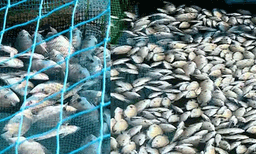 പെരിയാറിൽ മത്സ്യങ്ങൾ കൂട്ടത്തോടെ ചത്തുപൊങ്ങി ; കര്‍ഷകര്‍ക്ക് ലക്ഷങ്ങളുടെ നഷ്ടം 
