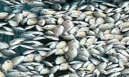 പെരിയാറില്‍ മത്സ്യങ്ങള്‍ കൂട്ടത്തോടെ ചത്തുപൊങ്ങിയ സംഭവം ; ഉദ്യോഗസ്ഥ സംഘം ഇന്ന് അന്വേഷണം തുടങ്ങും