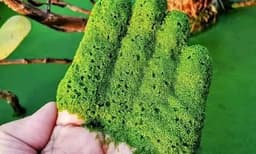 ഇതാണ് ' വോള്‍ഫിയ ഗ്ലോബോസ' : ലോകത്തിലെ ഏറ്റവും ചെറിയ പഴം 
