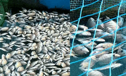 പെരിയാറിലെ മത്സ്യക്കുരുതിക്ക് വിവിധ സർക്കാർ വകുപ്പുകളിൽ  ആശയക്കുഴപ്പം കാരണമായിട്ടുണ്ടോ എന്ന് അന്വേഷിക്കും