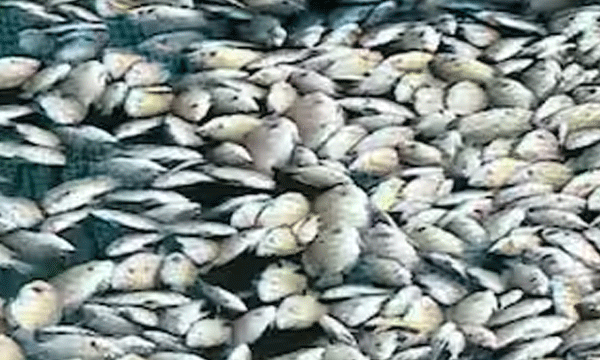 രാത്രിയുടെ യാമങ്ങളില്‍ ആരാണ് പെരിയാറില്‍ വിഷം കലര്‍ത്തുന്നത്? റെഡ് കാറ്റഗറിയില്‍ 106 കമ്പനികള്‍