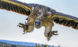 ഉക്രെയ്ന്‍ യുദ്ധം ദേശാടന പക്ഷികളുടെ സഞ്ചാരപാത പോലും മാറ്റി: കണ്ടെത്തലുമായി ഗവേഷകര്‍ 