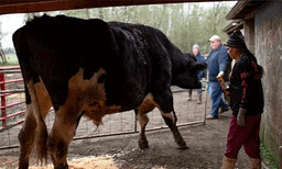 ലോകത്തിലെ ഏറ്റവും ഉയരം കൂടിയ കാള: ഗിന്നസ് ബുക്കില്‍ ഇടം പിടിച്ച് 'റോമിയോ'
