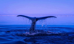 ഒരു കാലത്ത് അപ്രത്യക്ഷമായെന്ന് കരുതി: നൂറ് വര്‍ഷങ്ങള്‍ക്ക് ശേഷം വീണ്ടും പ്രത്യക്ഷപ്പെട്ട് സെയ് തിമിംഗലങ്ങള്‍ 
