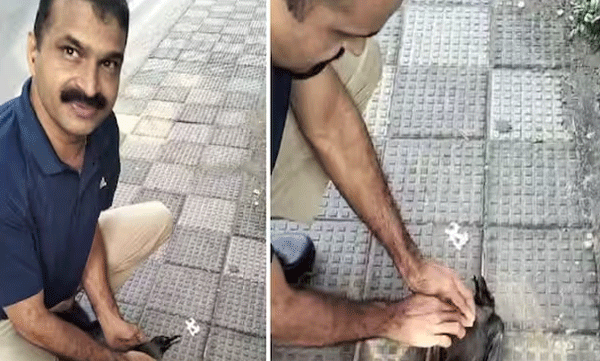  കോഴിക്കോട് മീഞ്ചന്തയില്‍ ഷോക്കേറ്റ് വീണ കാക്കയ്ക്ക് രക്ഷയൊരുക്കി മീഞ്ചന്ത ഫയര്‍ സ്റ്റേഷനിലെ ഉദ്യോഗസ്ഥര്‍