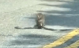 നടുറോഡില്‍ ഏറ്റുമുട്ടി പാമ്പും മുയലും: ഒടുവില്‍ സംഭവിച്ചത്..
