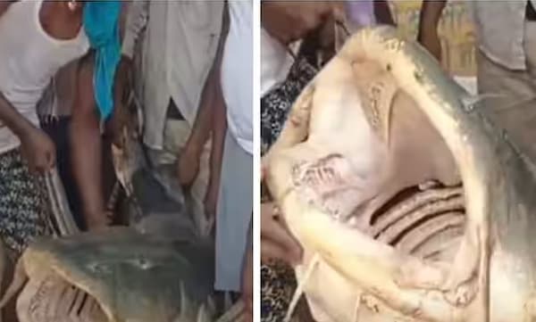 125 കിലോ ഭാരമുള്ള മത്സ്യം: വല വലിച്ച് കരയ്ക്ക് കയറ്റി മത്സ്യത്തൊഴിലാളികള്‍

