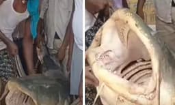 125 കിലോ ഭാരമുള്ള മത്സ്യം: വല വലിച്ച് കരയ്ക്ക് കയറ്റി മത്സ്യത്തൊഴിലാളികള്‍

