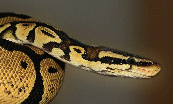 45 കാരിയെ കാണാനില്ല: തിരച്ചിലിനൊടുവില്‍ കണ്ടെത്തിയത് പെരുമ്പാമ്പിന്റെ വയറ്റില്‍നിന്ന് 
