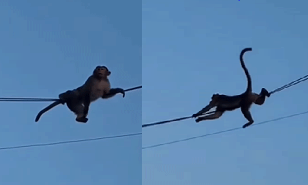 വവ്വാലും, കാക്കയും ഒന്നുമല്ല: കേബിള്‍ വയറില്‍ തൂങ്ങിയാടുന്ന കുരങ്ങന്മാര്‍, രസകരമായ വീഡിയോ വൈറല്‍ 
