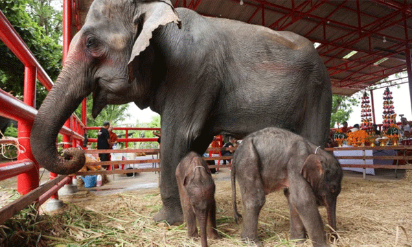 36 വയസുകാരിയായ ചാംചുരി ഇരട്ടക്കുട്ടികള്‍ക്ക് ജന്മം നല്‍കി ; ആണും പെണ്ണും കുഞ്ഞുങ്ങള്‍ ഉണ്ടാകുന്നത് ഒരു ശതമാനം ആന ജനനങ്ങളില്‍ മാത്രം ; അമ്മയും കുഞ്ഞുങ്ങളും സുഖമായിരിക്കുന്നു
