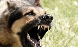 കോട്ടയം മെഡിക്കല്‍ കോളേജ് ക്യാമ്പസില്‍ വിദ്യാര്‍ത്ഥികളെ കടിച്ച തെരുവുനായയ്ക്ക് പേവിഷബാധ