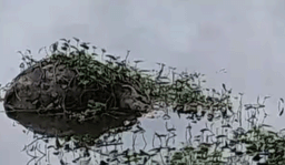 ഭാരതപ്പുഴയിൽ വീണ്ടും പോത്ത് ചത്തുപൊങ്ങി; ജഡം കണ്ടെത്തിയത് വെള്ളയാങ്കല്ല് തടയണയിൽ