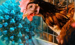 പക്ഷിപ്പനി; 2025 മാര്‍ച്ച് വരെ നീരീക്ഷണ മേഖലകളില്‍ വില്‍പനക്ക് നിരോധനം
