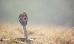 എല്ലാ ശനിയാഴ്ചയും യുവാവിന് പാമ്പുകടിയേല്‍ക്കുന്നു ; 40 ദിവസത്തിനിടയില്‍ ചികിത്സയ്ക്ക് എത്തിയത് ഏഴാം തവണ