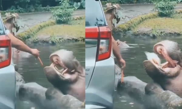 ഹിപ്പൊപ്പൊട്ടാമസിന്റെ വായിലേക്ക് പ്ലാസ്റ്റിക് എറിഞ്ഞ് മൃഗശാല സന്ദര്‍ശകന്‍: രോഷാകുലരായി നെറ്റീസണ്‍സ് 
