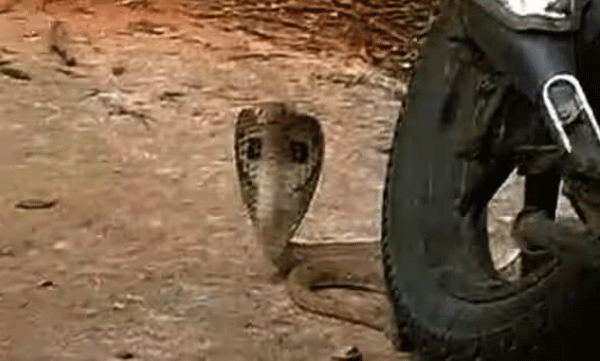 ഉത്തർപ്രദേശിൽ വിവാഹച്ചടങ്ങുകൾക്കായി വധുവിന്റെ വീട്ടിലേക്ക് പോകുുന്നതിനി​ടെ വരൻ പാമ്പുകടിയേറ്റ് മരിച്ചു