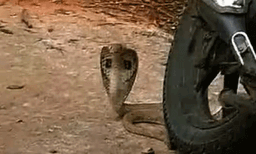 ഉത്തർപ്രദേശിൽ വിവാഹച്ചടങ്ങുകൾക്കായി വധുവിന്റെ വീട്ടിലേക്ക് പോകുുന്നതിനി​ടെ വരൻ പാമ്പുകടിയേറ്റ് മരിച്ചു