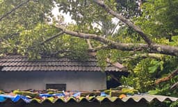 മരം വീണു വീട് തകർന്നു; ഉറങ്ങിക്കിടന്നവർ അത്ഭുതകരമായി രക്ഷപ്പെട്ടു