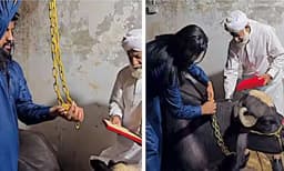 പശുവാണെന്ന് കരുതി 10 കിലോയുടെ സ്വര്‍ണ്ണം സമ്മാനിച്ചത് എരുമയ്ക്ക് : വൈറലായി വീഡിയോ
