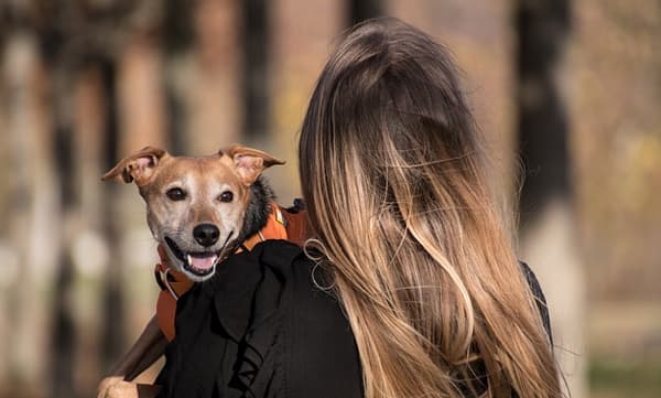 അവരും പഠിക്കട്ടെ:  വളര്‍ത്തുമൃഗങ്ങള്‍ക്കുവേണ്ടി കിന്റര്‍ഗാര്‍ഡന്‍ ഒരുക്കി ചൈന 
