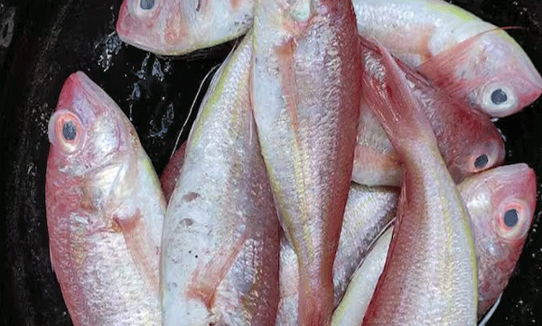  കിളിമീൻ ഉൽപദാനം 41 ശതമാനം വര്‍ധിച്ചു; എംഎൽഎസ് നിയന്ത്രണം ഫലം കാണുന്നു